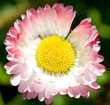 close-up single daisy on field