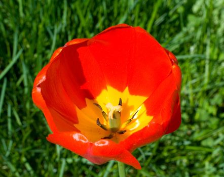 close-up red-yellow tulip on green grass background, macro shot