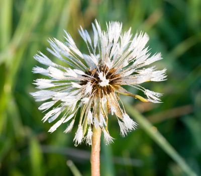 dandelion with dew drop at sunrise