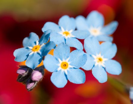 close-up forget-me-not on nature background