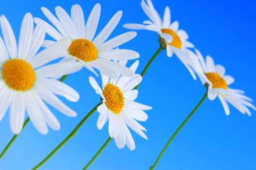 Daisy flowers in a row on light blue background