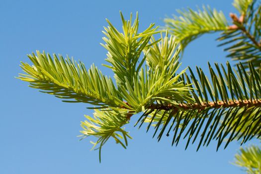 close-up new branch at fir, on blue sky background