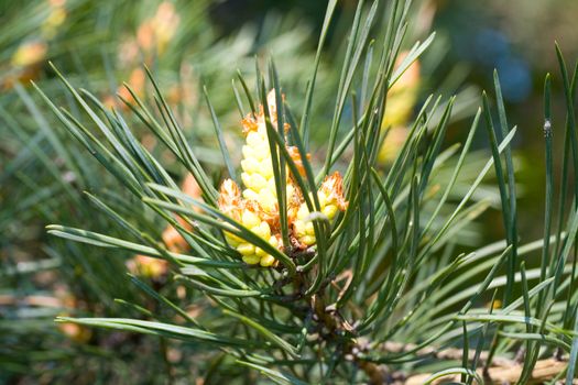 close-up new cone at pine on nature background