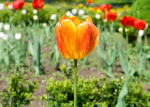 red-yellow tulip on nature background