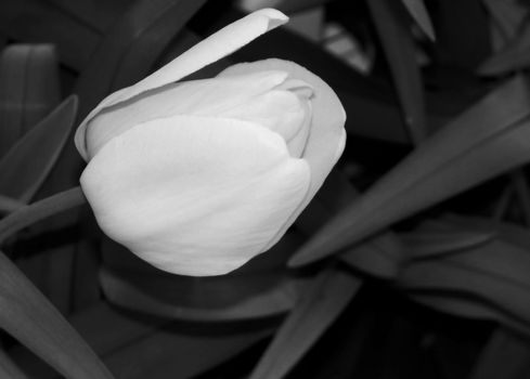 A picture done in black and white of a tulip.
