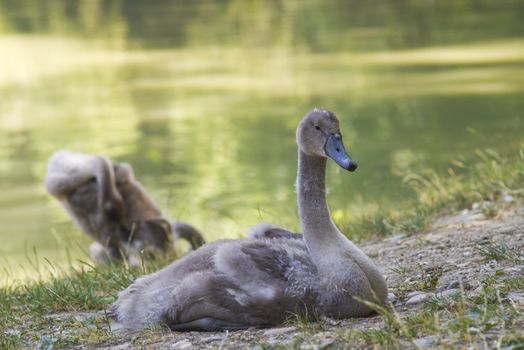 Two swan baby on the lake coast