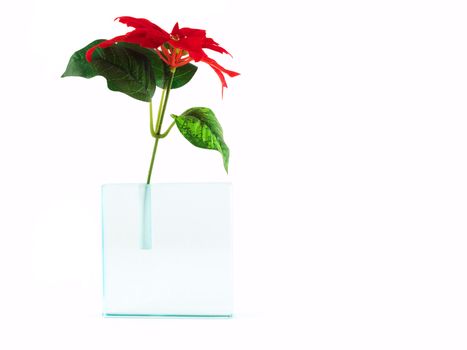 red flower in a translucent vase isolated on white, horizontal orientation