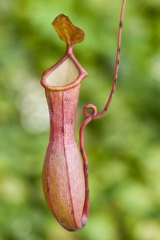 close up on a Nepenthes  a Carnivorous plant , plant that derive some or most of his nutrients  from trapping and consuming animals or protozoans. 