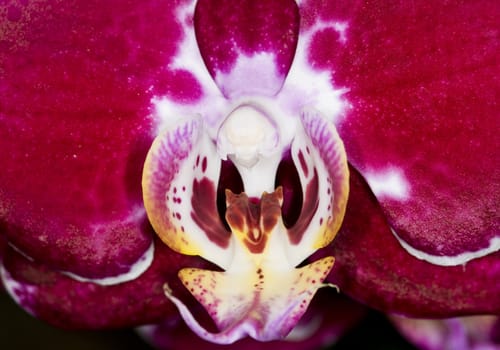 close up on a red orchid in the garden