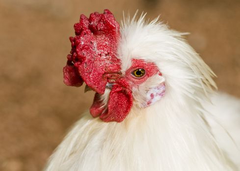 close up on a white cock outside 