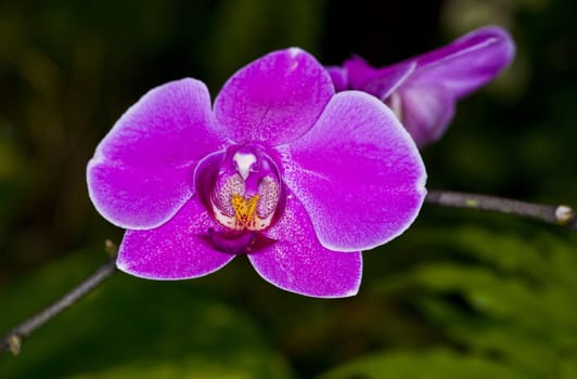 close up on a pink orchid in the garden