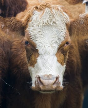 close up on a cow head in uruguay farm land