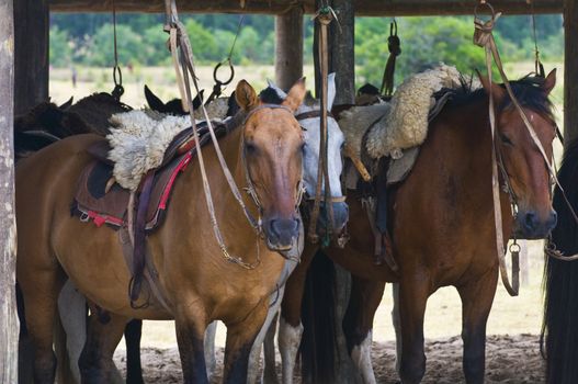 Horses in a stable in the countryside of Uruguay