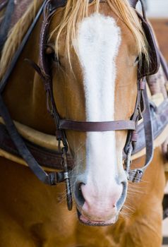 Close up on a horse head  in the countryside of Uruguay 