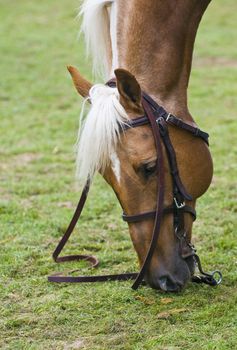 Close up on a horse head  in the countryside of Uruguay 