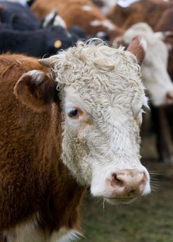 close up on a cow in uruguay farm land