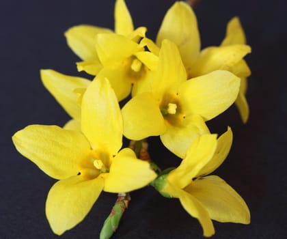 forsythia