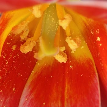 tulip