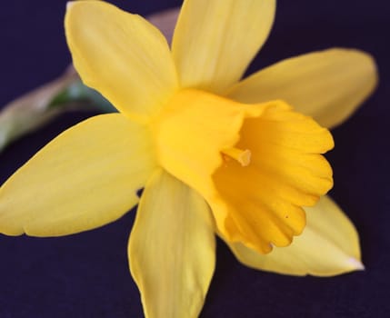 miniature daffodil