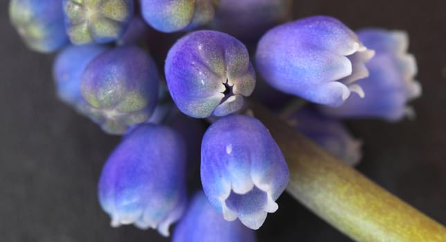 ajuga
