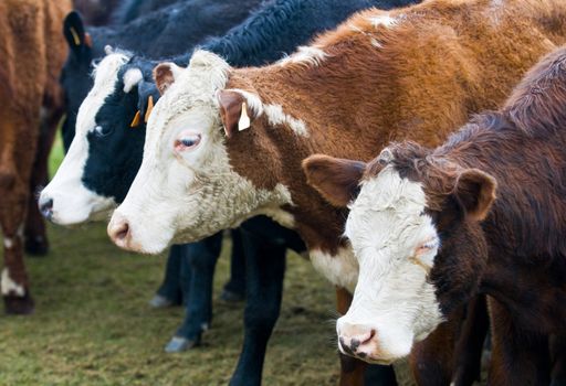 close up on a cows in uruguay farm land