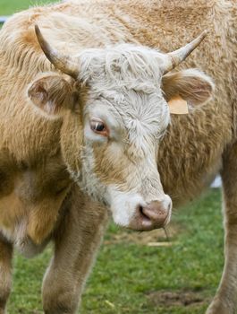 close up on a cow in uruguay farm land