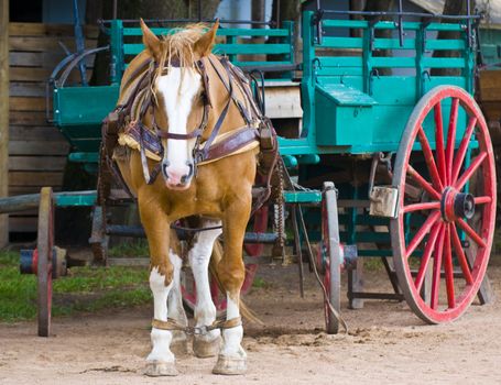 Horse outside  in  the countryside of Uruguay 