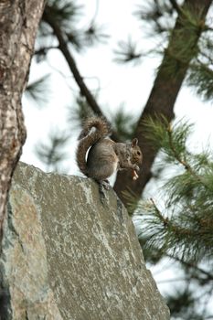 Squirrel gnawing on chicken bone