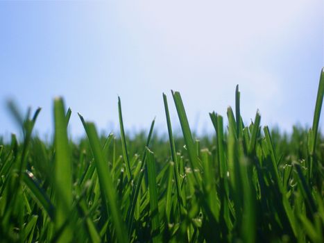 Grass shines in the summer sun with lots of copy space.