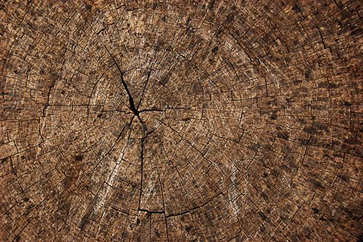 old tree rings as background