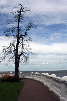 Baltic sea view with a tree