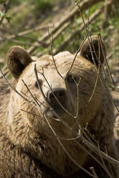 Bear - picture in natural environment animal