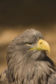 White-tailed Eagle - portrait head bird of prey