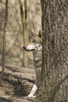 Wolf - picture in natural environment animal