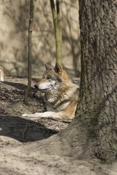 Wolf - picture in natural environment animal