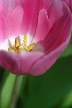 Macro, abstract, selective focus of a pink tulip. Focus is on the middle of the flower.
