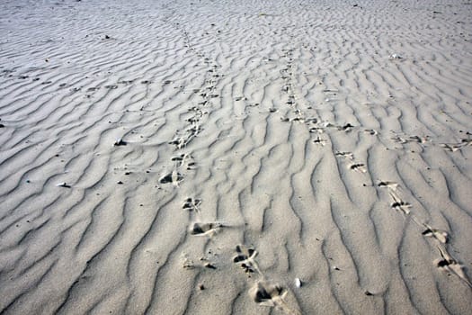 Birds footprints on sand