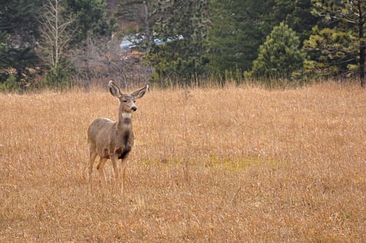 A deer stands in a field with some trees behind in the distance.