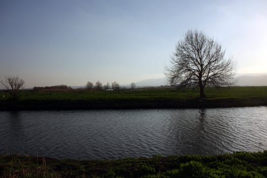 River view with a lonley tree