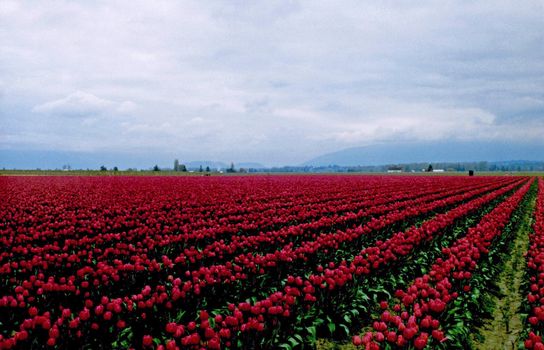 Rows and rows of red tulips shine in the morning mist in Washington state.