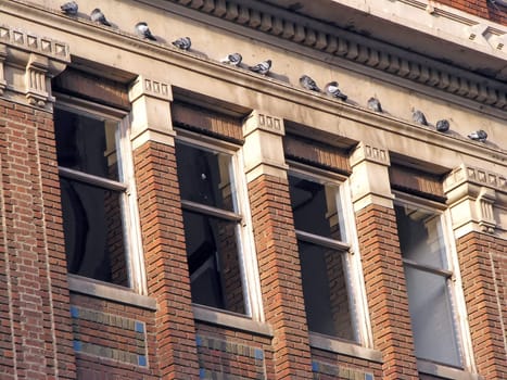 Pigeons sitting on the ledge of a historical building.