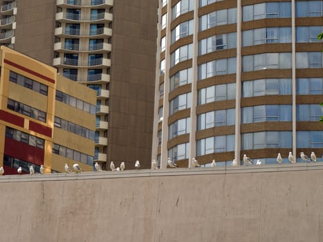 Seaguls lined up waiting there turn for the free meal that waits below.