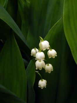 Macro of fresh Lily of the Valley.
