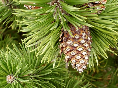Close up shot of fresh pine needles and cone.