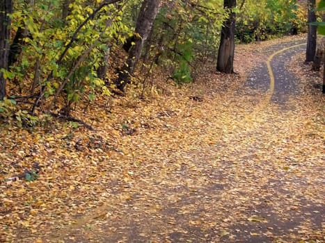 Autumn leaves cover a walking path late in the season.