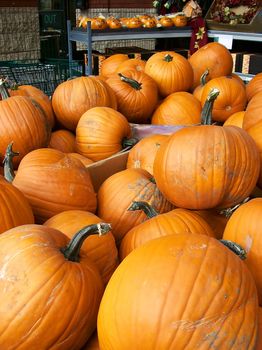 Fresh supermarked pumpkins on display outside for the coming Halloween and Thanksgiving.