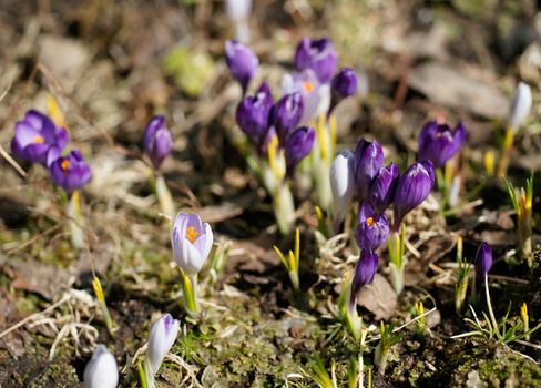 Early spring crocuses in the garden