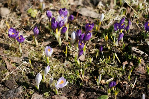 Early spring crocuses in the garden