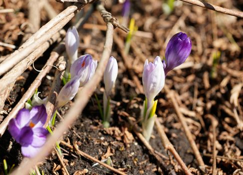 Early spring crocuses in the garden are breaking through barriers