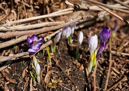 Early spring crocuses in the garden